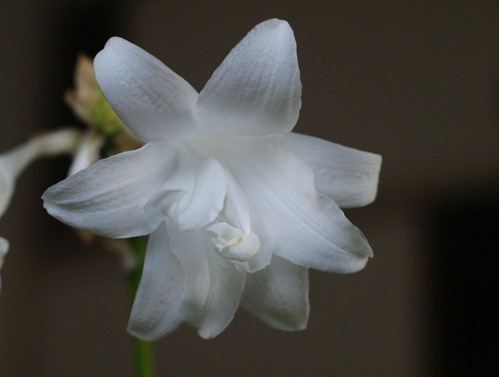 八重咲きタマノカンザシ 最後の花