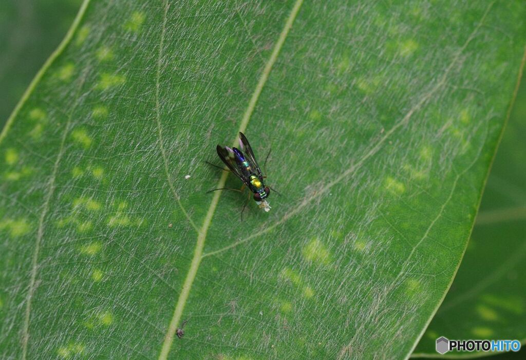 マダラホソアシナガバエ
