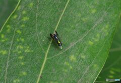 マダラホソアシナガバエ