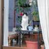 きれいな部屋のきれいな猫