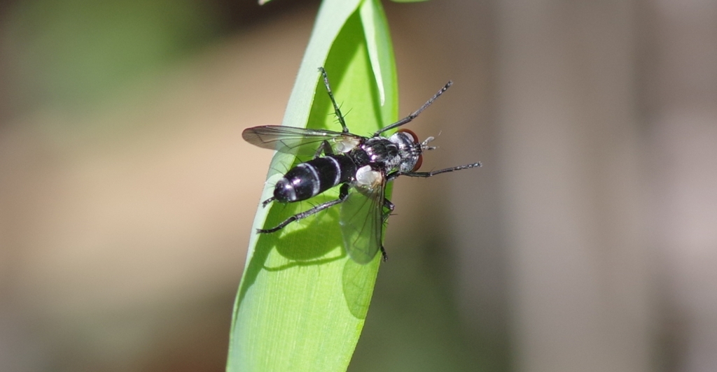 先ずは前脚のストレッチね