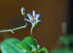 江戸の花　ホトトギス