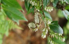 シャシャンボとイシガケチョウ