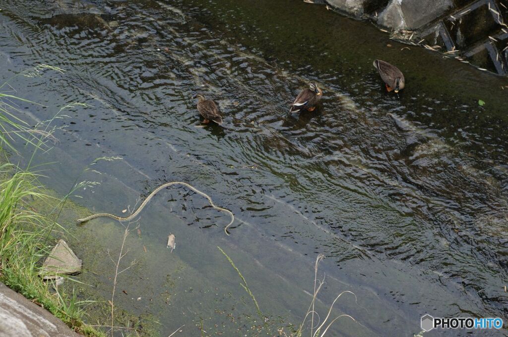 カルガモとシマヘビ