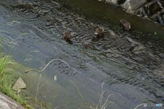 カルガモとシマヘビ