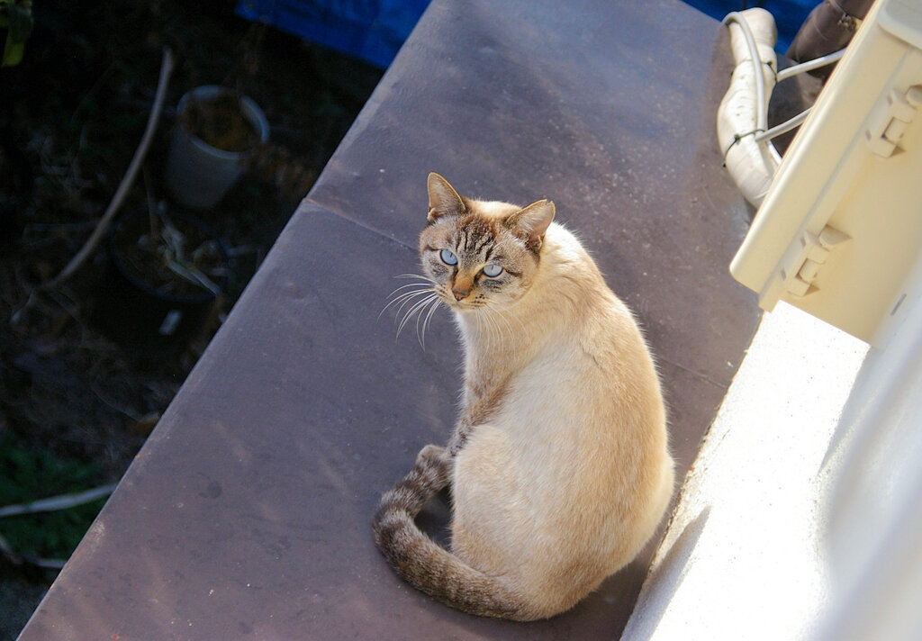 大吉の妹　