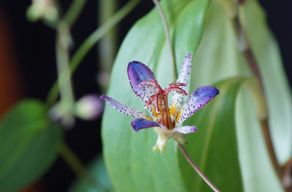 ホトトギス　江戸の花