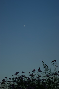日暮れ前遠くに月を見た日