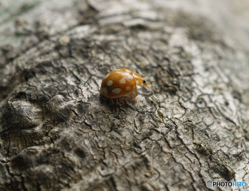 ムーアシロホシテントウ