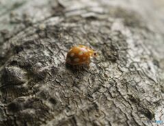 ムーアシロホシテントウ