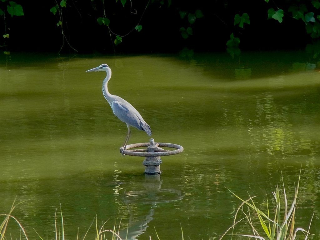 CX6の風景～鳥