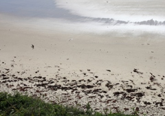 砂浜を飛ぶツバメ
