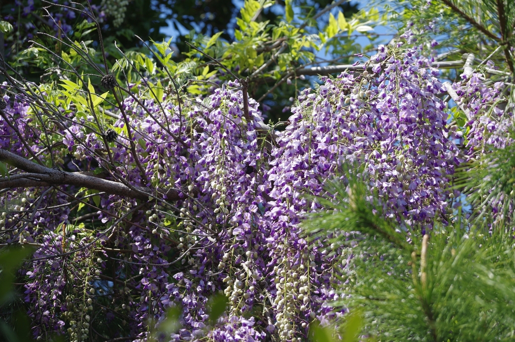 藤波の花は盛りになりにけり