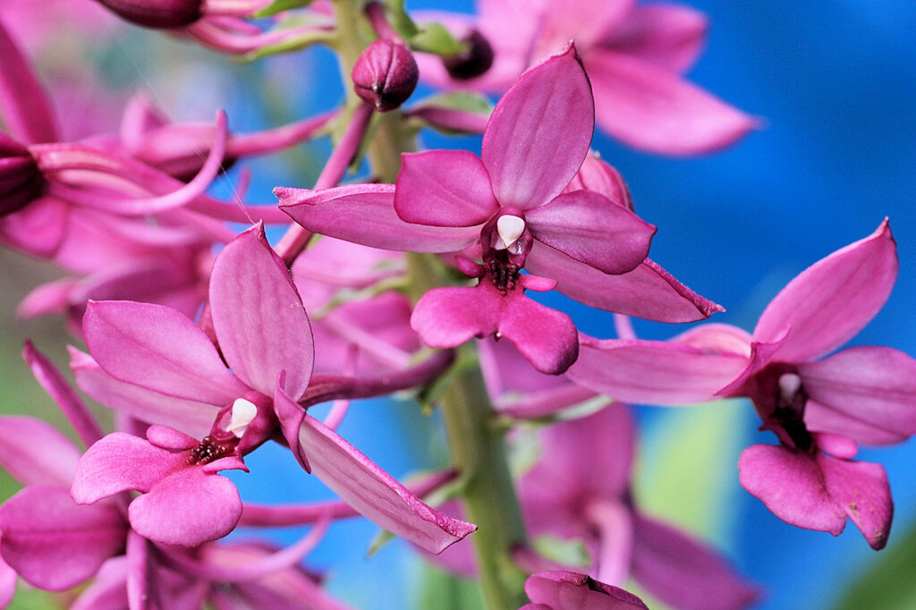 真夏の花　リュウキュウエビネ