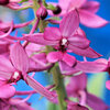 真夏の花　リュウキュウエビネ