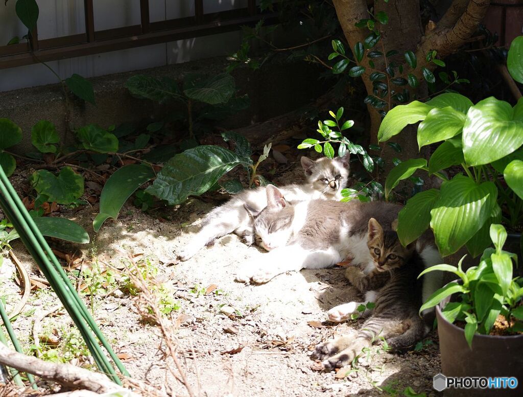 ニャンの親子