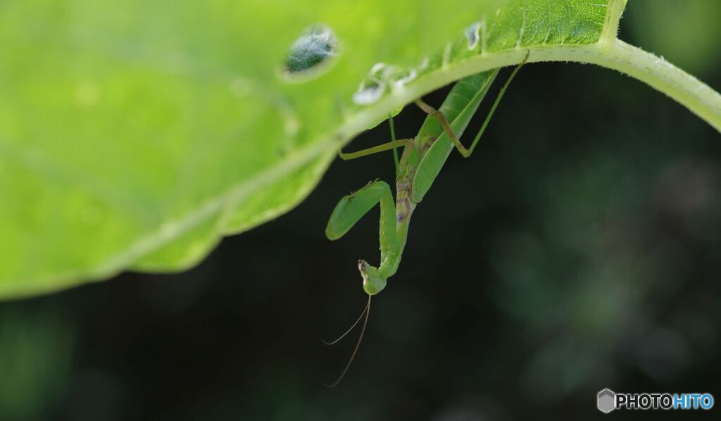 ひまわりに来たカマキリ