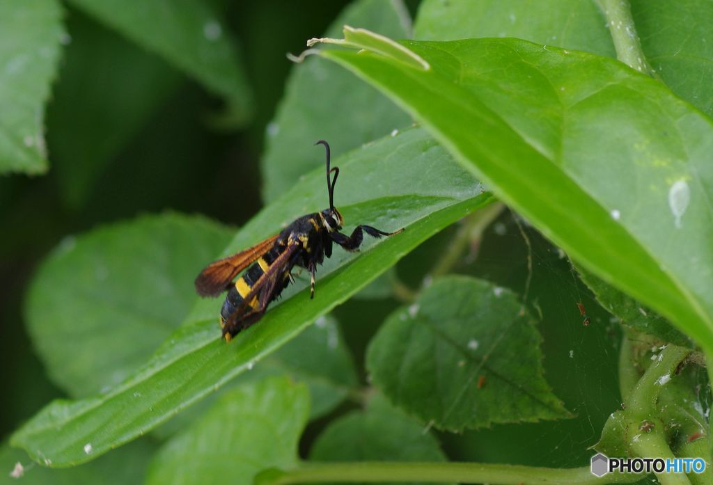 ヒメアトスカシバ