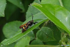 ヒメアトスカシバ