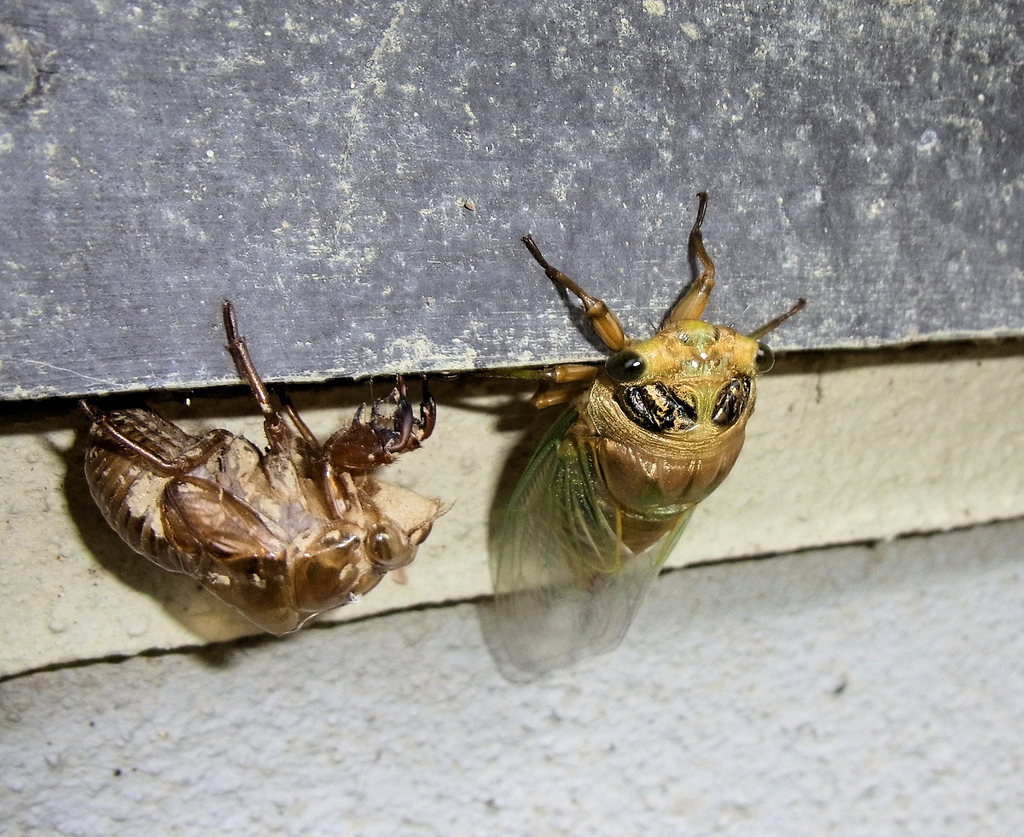 殻を脱ぎ捨てました