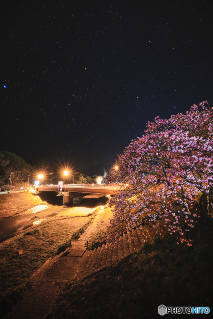 夜桜