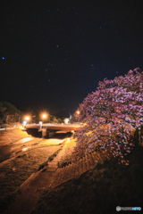 夜桜
