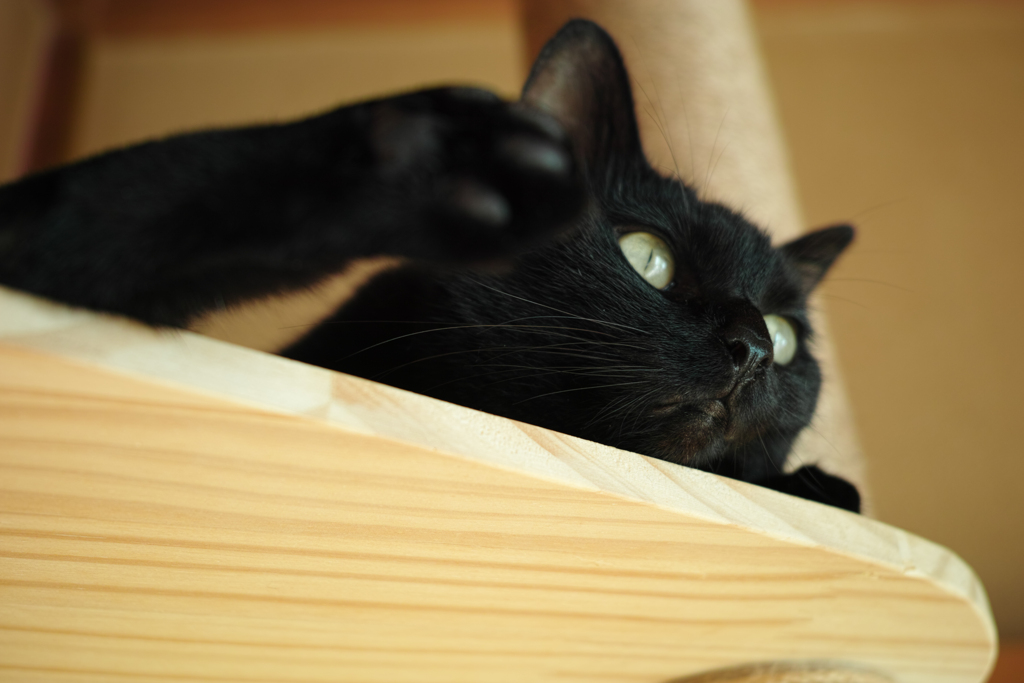 くろねこ