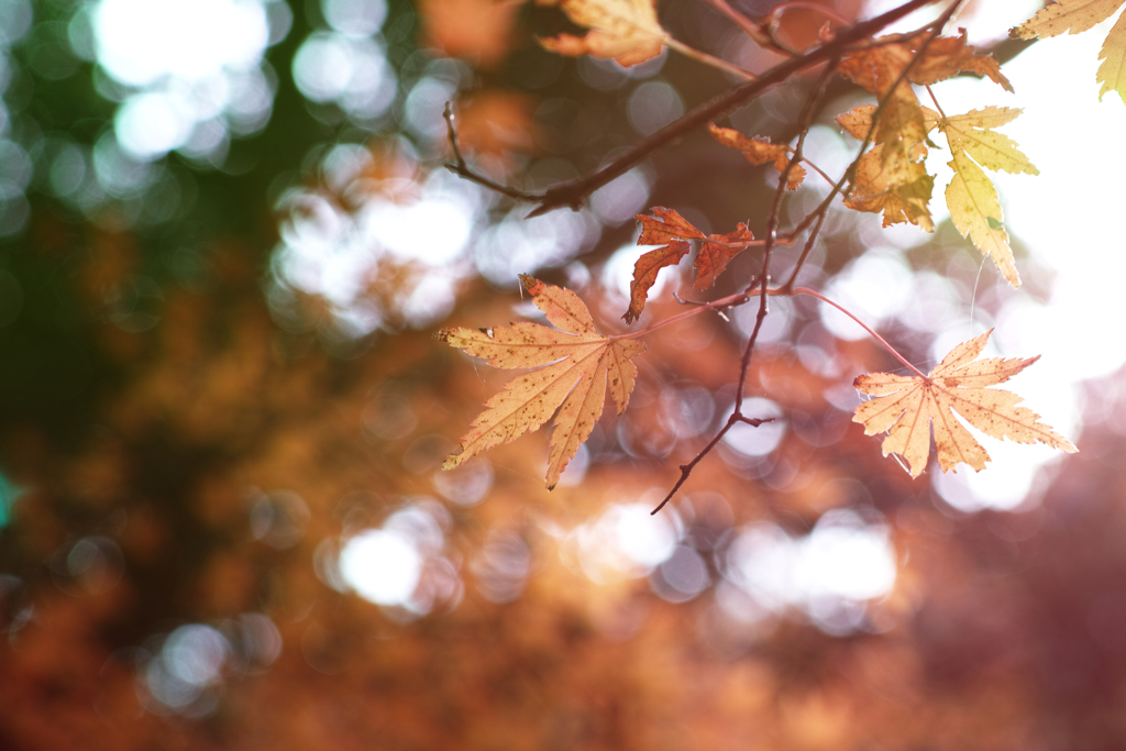 紅葉