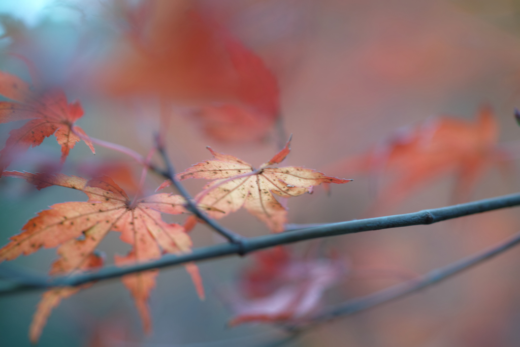 紅葉