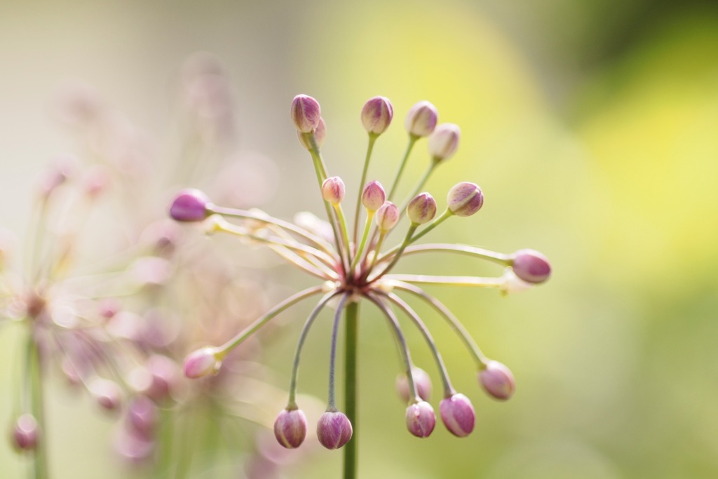 らっきょうの花