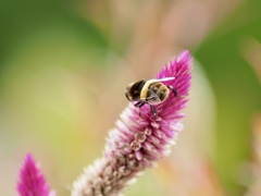 スケルトンな羽 スケルトンな羽