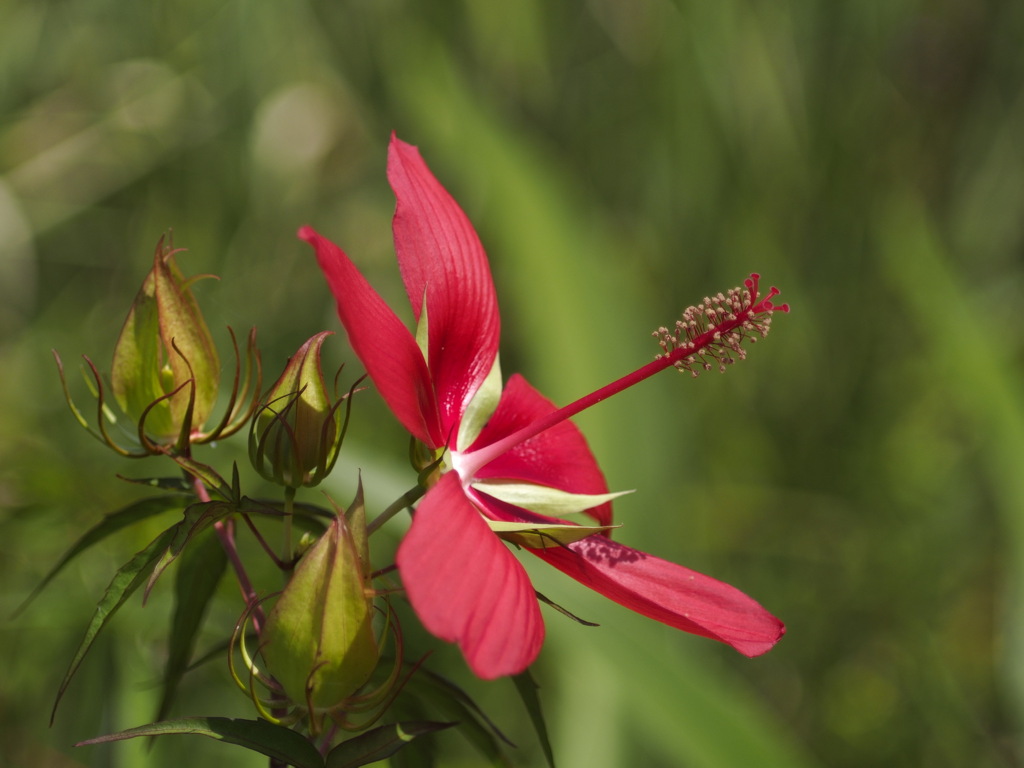 晴れの日のモミジアオイ