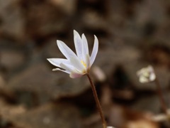 春はそこまで　ユキワリイチゲ