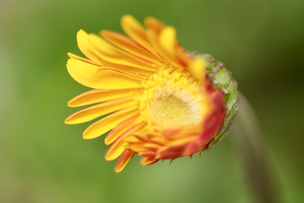 ダンサブルなガーベラ