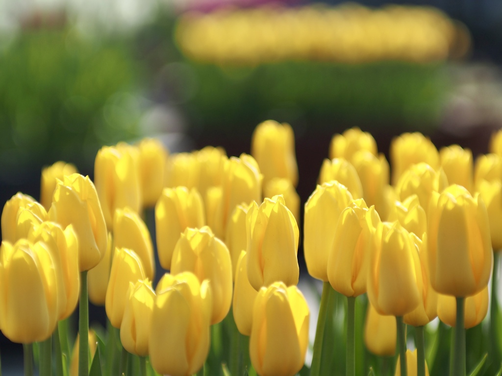 アイスチューリップ　イエロー