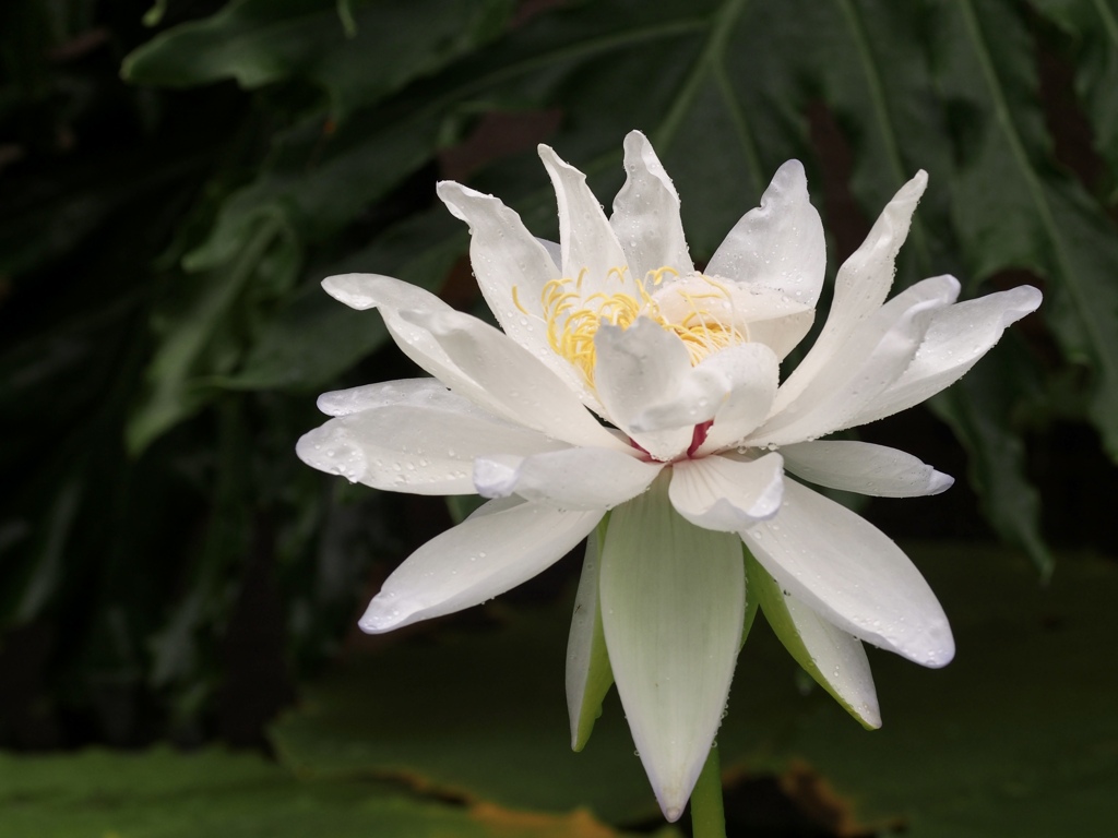 久しぶりの温室にて