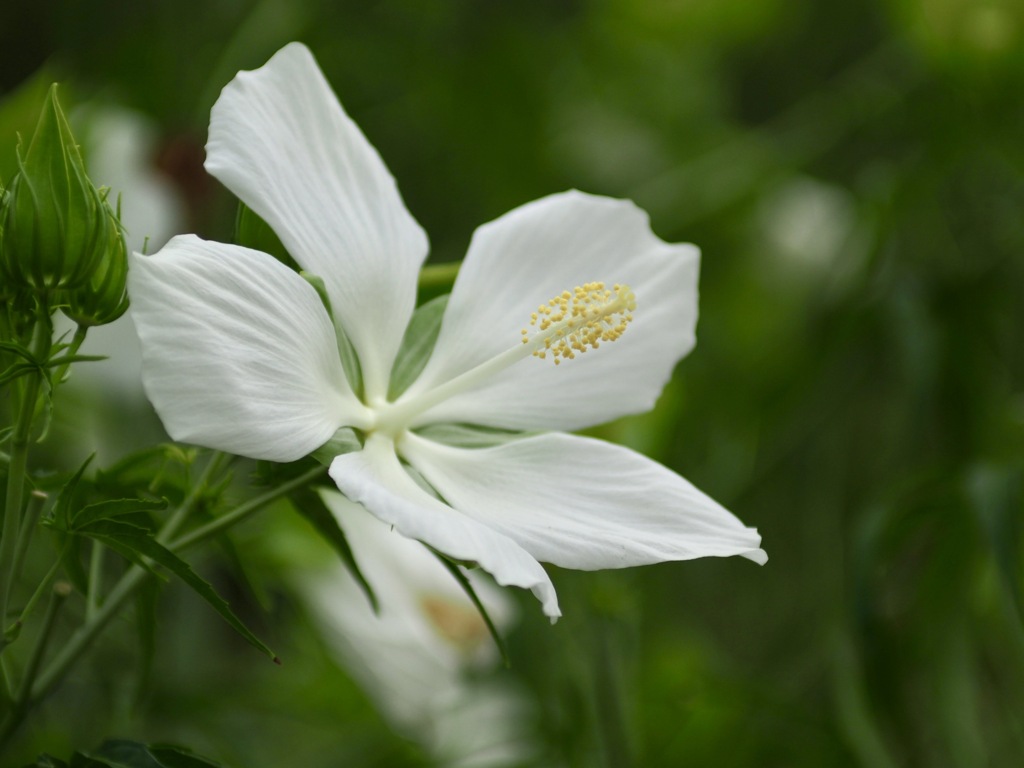 モミジアオイ　白花