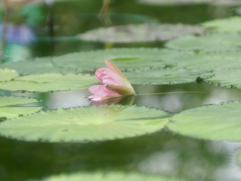 偶発的なソフトフォーカス