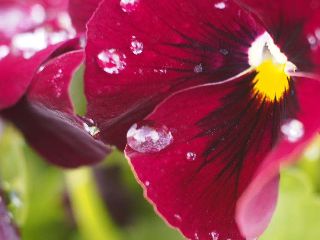 雨の日のパンジー