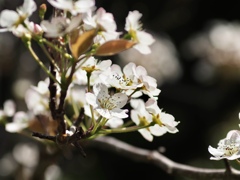 ナシの花