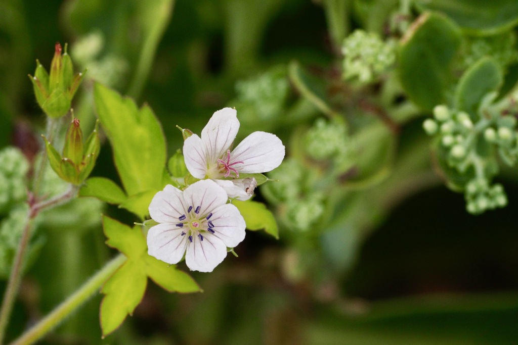 ゲンノショウコ白花