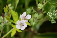 ゲンノショウコ白花