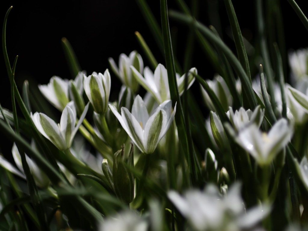 ベツレヘムの星たち