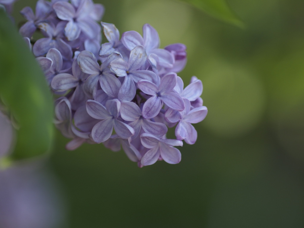 紫のリラは初恋の香り