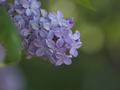 紫のリラは初恋の香り