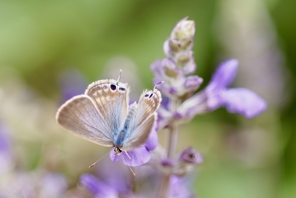 ウラナミシジミ