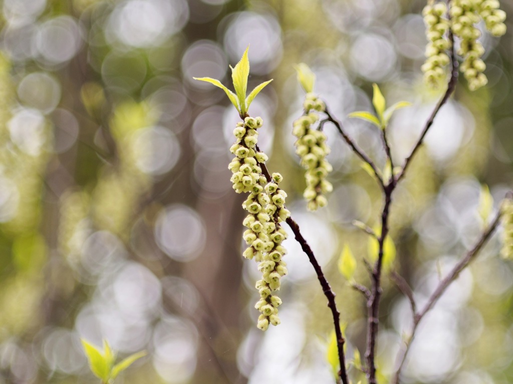 ハチジョウキブシ