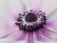 アネモネ2  早春の草花展にて