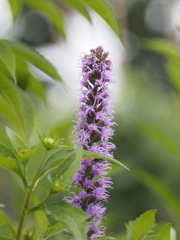 すくすくとキリンギク