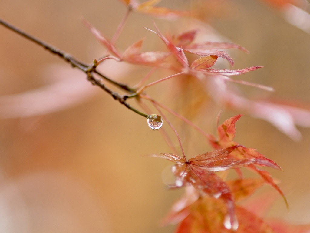 雨上がりの紅葉